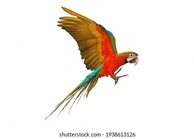 Colorful Macaw Parrot Flying Isolated On White