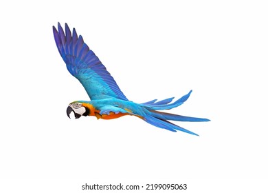 Colorful Macaw Parrot Flying Isolated On White.