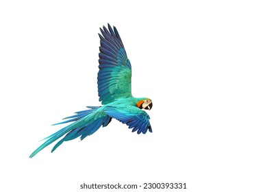 Colorful of Macaw parrot flying isolated on white background.