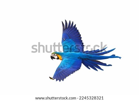Colorful Macaw parrot flying isolated on white background.