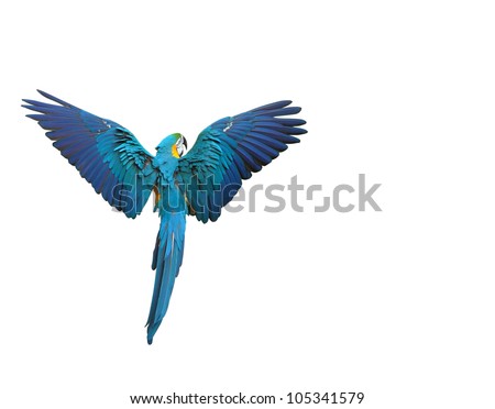 Colorful macaw parrot flying with wings spread isolated on white