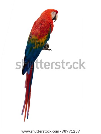 Colorful macaw parrot isolated on white