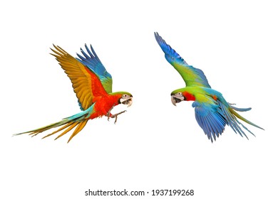 Colorful Macaw Parrots Flying Isolated On White