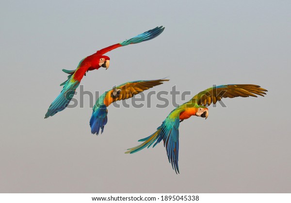Colorful macaw parrots\
flying in the sky.