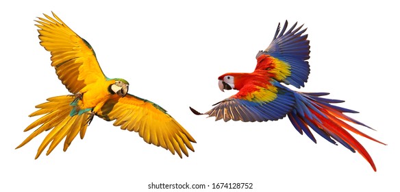 Colorful Macaw Parrots Isolated On White.