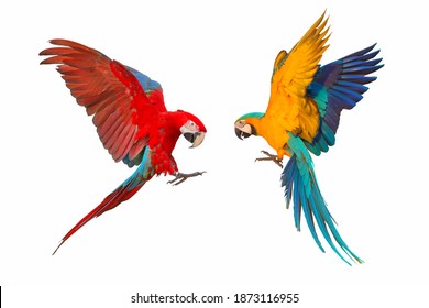 Colorful Macaw Parrots Isolated On White.