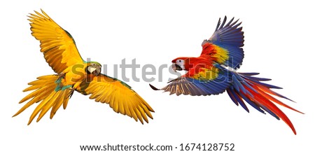 Colorful macaw parrots isolated on white.
