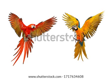 Colorful macaw parrots isolated on white, Scarlet macaw and Blue and gold macaw