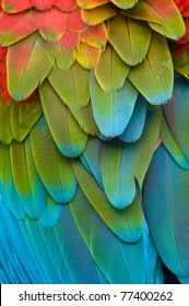 Colorful Macaw Plumage