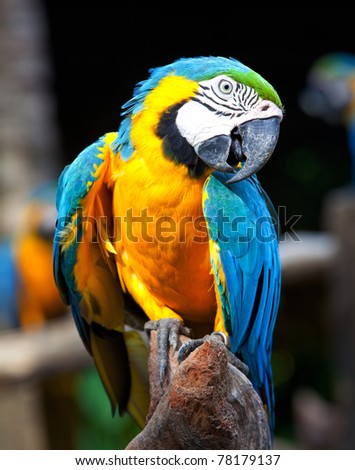 colorful macaw sitting in a tree