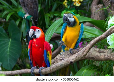 Colorful  macaws in the forest