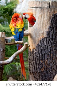 Colorful macaws on the tree 