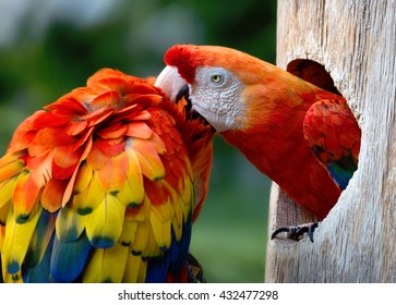 Colorful macaws on the tree 