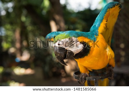 colorful maccaw parrot spread wings and ready to fly with natural green leaf bokeh background.