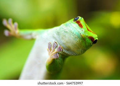 a colorful macro closeup of a green day gecko lizard animal reptile Phelsuma madagascariensis native to Madagaskar looking in the camera