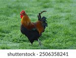 colorful magnificent rooster in the grass, colorful rooster in the morning sun, rooster in the wet grass