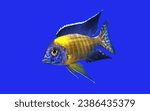 A colorful Malawi cichlid on isolated blue background. Aulonocara stuargranti Blue neon is endemic to Lake Malawi. it is an African cichlids in Cichlidae family.