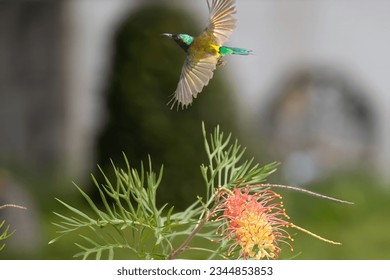Colorful Male Aethopyga Christinae_叉尾太陽鳥 Full Frame Uncrop
