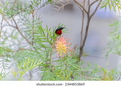 Colorful Male Aethopyga Christinae_叉尾太陽鳥 Full Frame Uncrop