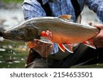 Colorful male bull trout caught and released while flyfishing the mountain waters of British Columbia 