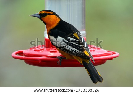 colorful male bullock's oriole perched on a humming bird feeder in broomfield, colorado