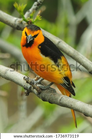 colorful male bullock's oriole perched on the branch of  an ash tree in early summer in broomfield, colorado