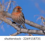 Colorful male house finch perched on limb with blue sky background