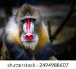 Colorful male mandrill looking curiously 