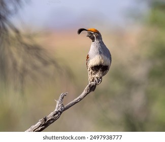 A colorful male quail perched in the desert sun.  - Powered by Shutterstock