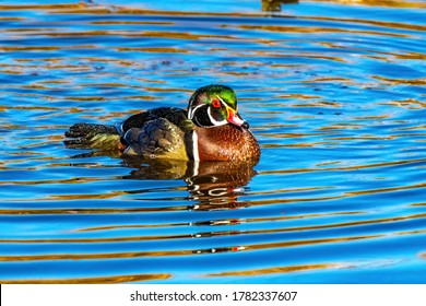 Colorful Male Wood Duck Juanita Bay Park Lake Washington Kirkland Washington