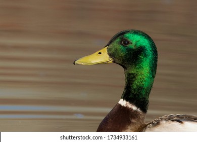 Colorful Mallard Drake Portrait In Spring