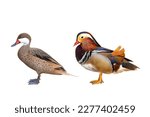 Colorful mandarin duck isolated on white background.