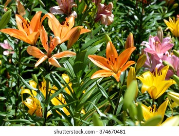 Colorful many flowers of lily on Fujimi highland in Japan - Shutterstock ID 374670481