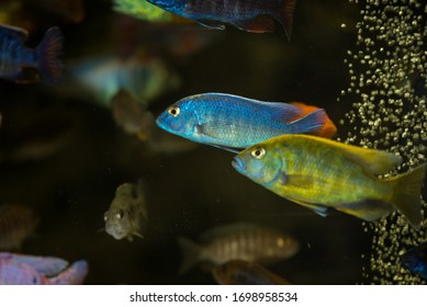 156 Yellow zebra malawi cichlid Images, Stock Photos & Vectors ...