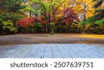 Colorful maple, ginkgo and metasequoia trees at Incheon Grand Park, South Korea