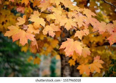 Colorful Maple Leaves In November In Ozarks Of Arkansas