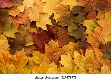 Thanksgiving Leaves Background Images Stock Photos Vectors Shutterstock