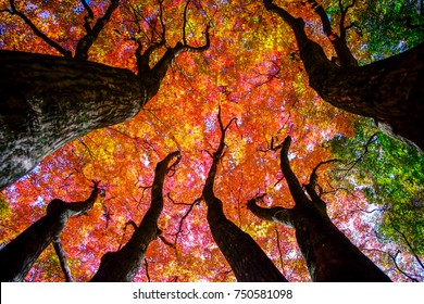 Colorful Maple Trees.