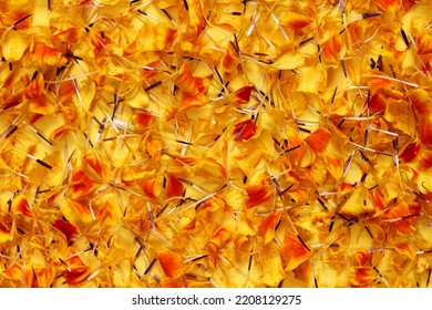 colorful marigold flower petals texture background - Shutterstock ID 2208129275
