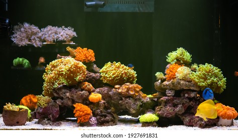 beautiful saltwater aquariums