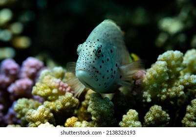 Colorful marine life of Red Sea. Bright corals and fishes, underwater photography. Sharm El Sheikh, Egypt