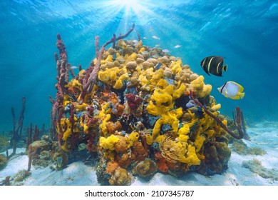 Colorful Marine Life In The Sea, Underwater Seascape, Coral With Sea Sponges And Tropical Fish, Caribbean, Central America, Panama