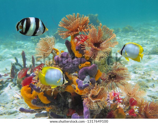 カリブ海の海中で 虫 海綿 熱帯魚を持つカラフルな海洋生物 の写真素材 今すぐ編集