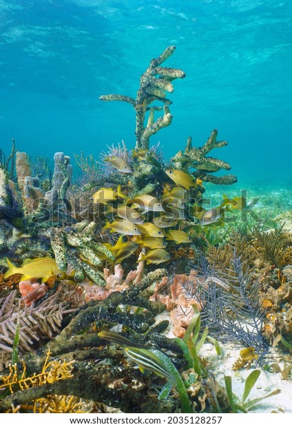 Colorful Marine Life Underwater Caribbean Sea Stock Photo 2035128257 ...