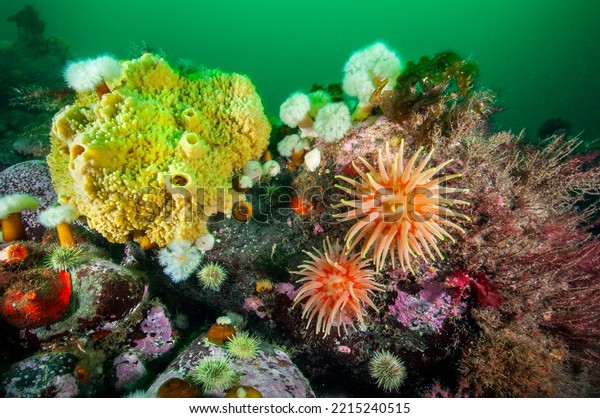 Colorful marine sponge,\
Northern Red Anemone and Frilled anemone underwater in the St.\
Lawrence River