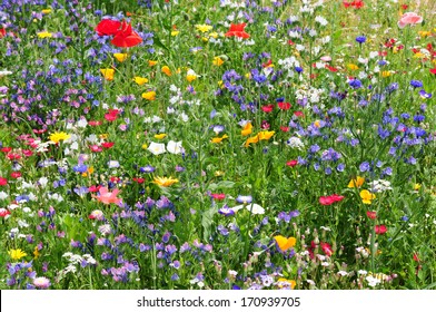Colorful meadow