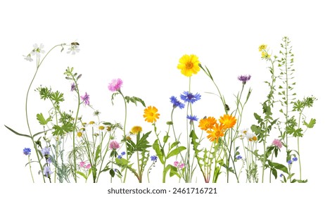 Colorful meadow flowers and bee on white background, banner design - Powered by Shutterstock