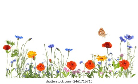 Colorful meadow flowers and butterfly on white background, banner design - Powered by Shutterstock