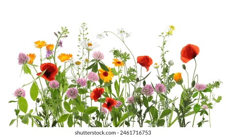 Colorful meadow flowers on white background, banner design - Powered by Shutterstock