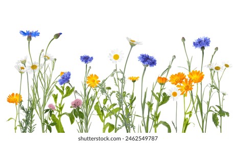 Colorful meadow flowers on white background, banner design - Powered by Shutterstock